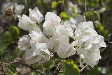 Obraz premium Flowers in wild, flowers, white flowers, Pakistan