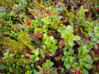 Wild berries in the autumn are ready to collect fruit.