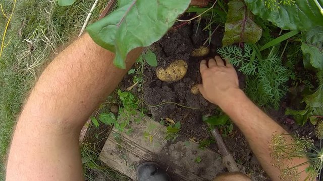 Home Gardening - Harvesting own grown organic potatoes using spade or short shovel and bare hands. View from first person perspective, wide angle lens.
