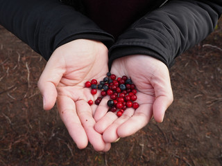 Wild berries in the autumn are ready to collect fruit.