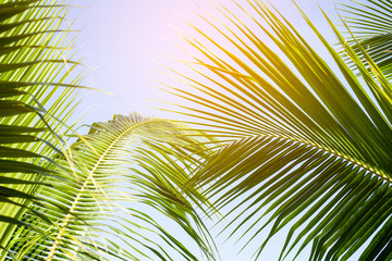 tropical palm leaf background, coconut palm trees perspective view