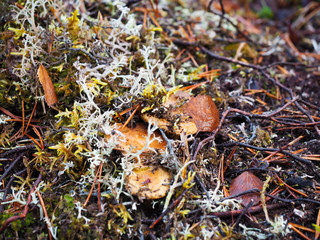 Wild berries in the autumn are ready to collect fruit.