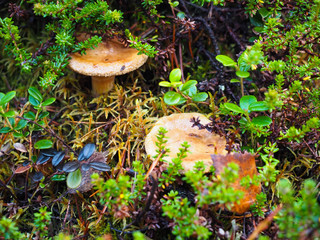 Wild berries in the autumn are ready to collect fruit.