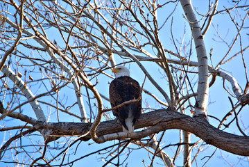 Close up of aMature Bald Eagle perched in a cottonewood tree