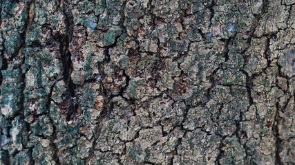 The bark is the outermost layer of the stem