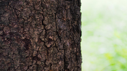 The bark is the outermost layer of the stem