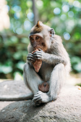 a little monkey sits next to a green forest 