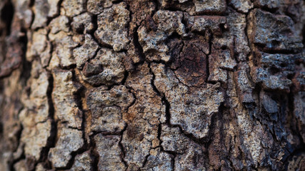 The bark is the outermost layer of the stem