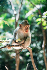 monkey on a green tree looking