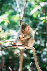 Little monkey on a green tree eating 