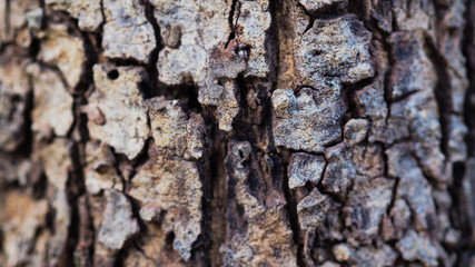 The bark is the outermost layer of the stem