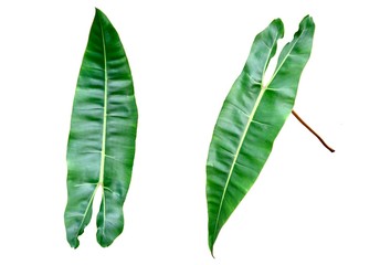 Isolate of front and side of long topical green leaves.