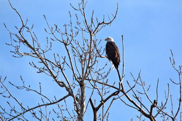 Mature Bald Eagle