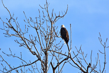 Mature Bald Eagle
