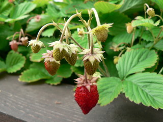 Ripe wild berries of strawberries on a branch. Blooming strawberries on a garden bed.
