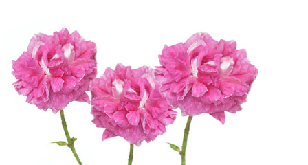 three pink rose blooming and isolated on white background