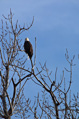 Mature Bald Eagle