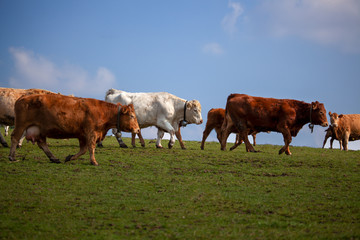 Fototapeta na wymiar Die Kühe dürfen wieder auf die Weide
