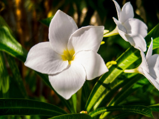 Fototapeta premium White 5 Pedal Flower with Yellow Center and Green Leaf Background