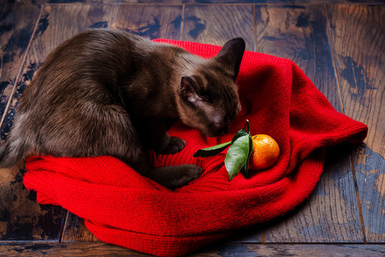 Cute little burmese kitten