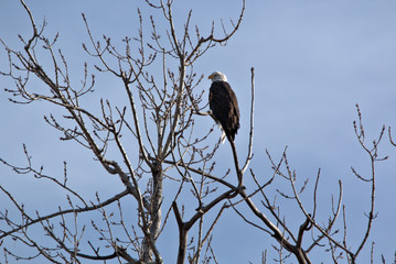 Mature Bald Eagle