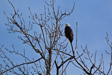 Mature Bald Eagle