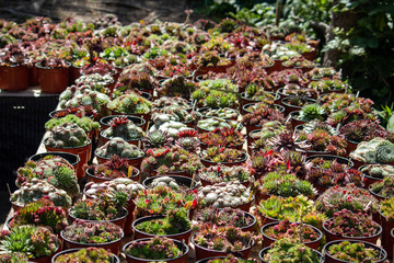 many very colorful varieties of houseleek in the Pyrenees