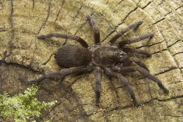 Theraphosidae, Silent Valley National Park, Kerala.