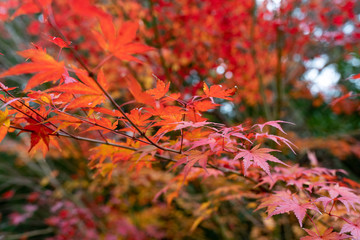 紅葉