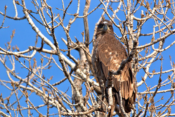 Immature Bald Eagle