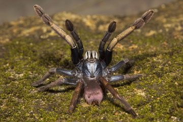 Thrigmopoeus psychedelicus, Theraphosidae, Thenmala, Kerala.