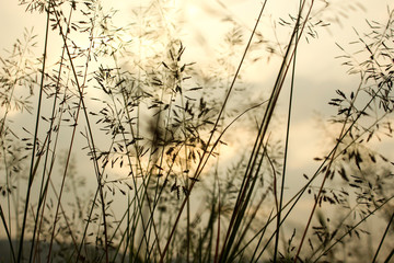 Obraz premium reeds in sunset