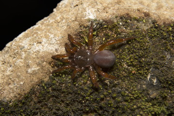 Idiops sp, Idiopidae, Thenmala, Kerala. Trapdoor spider
