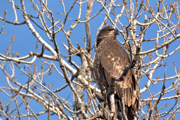 Immature Bald Eagle