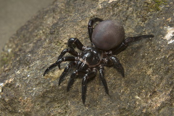 Heligomerus sp, Idiopidae, Pepper wildlife sanctuary, Kerala, India