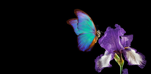 Panele Szklane  piękny niebieski motyl morpho na kwiat tęczówki na czarnym tle. kopiuj spacje