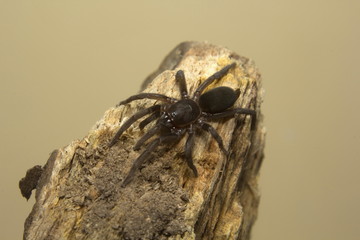 Small hairy burrowing spider, Plesiophrictus sp, Theraphosidae, Parambikulam tiger reserve, Kerala, India