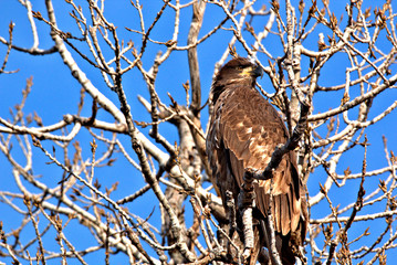Immature Bald Eagle