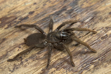 Theraphosidae, Valparai, Tamil nadu, India. A burrow dwelling tarantula found along mud escarpments along road and tea estates.