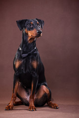 Obraz premium A black and tan German Pinscher breed dog in a bow tie sits on a brown background