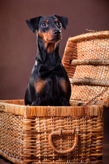 Obraz premium German pinscher dog in a bow-tie, sits in a basket