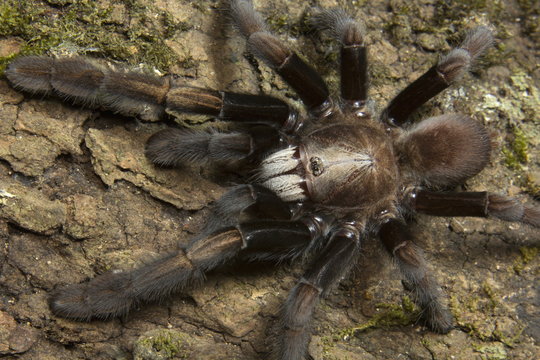 Parambikulam Large Burrowing Spider, Thrigmopoeus Kayi, Theraphosidae, Parambikulam tiger reserve, Kerala, India