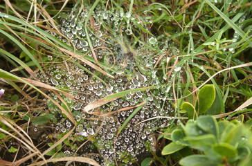 Batanes Philippines - Green Grass with water Droplets