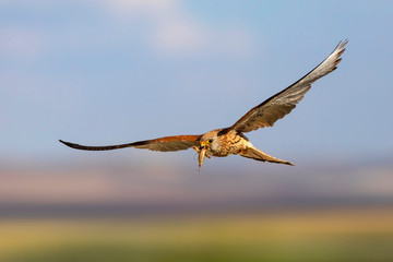 Fototapeta na wymiar Flying falcon with its hunt. Bird: Lesser Kestrel. Falco naumanni. Blue sky background.