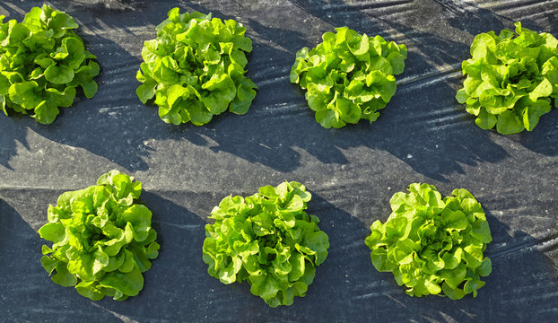 Lettuce patch covered with plastic mulch used to suppress weeds and conserve water.