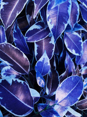 Closeup photo of Ficus Benjamina 'Kinky' leaf.