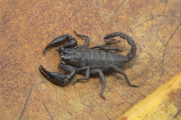 Forest scorpion, Heterometrus sp, Scorpionidae, Neyyar wildlife sanctuary, Kerala. India