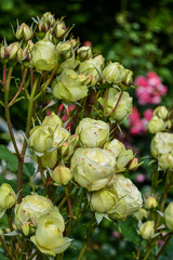 赤いブチが入った黄色いバラ