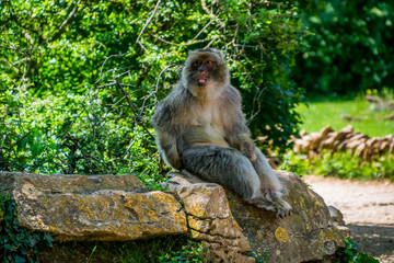 Obraz premium Macaque de Barbarie.