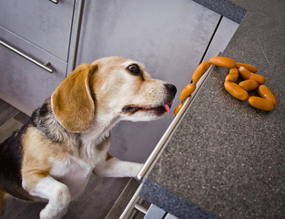 A naughty Beagle, a dog, steals sausages